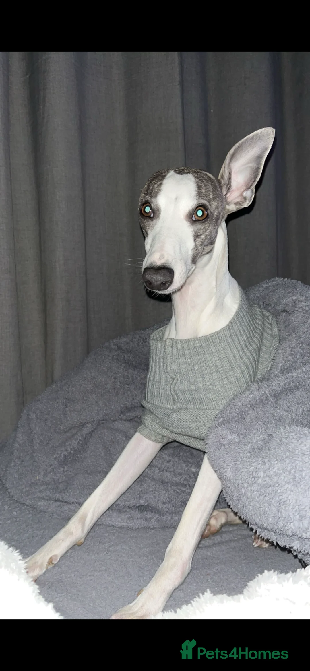 Whippet dogs for sale: Stunning kc whippet puppy’s  in Doncaster - Advert 1