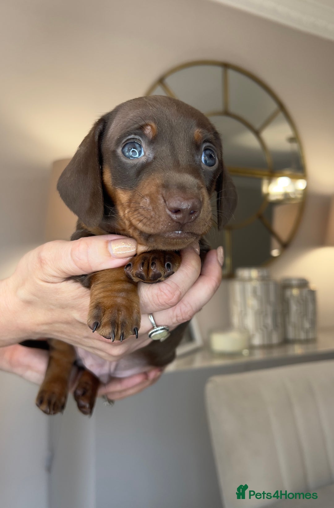 Miniature Dachshund dogs for sale: Ronnie Rocket - Stunning Last Remaining Girl PRA KC Mini Dachshund - Image 20