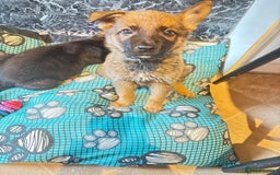 Mixed Breed dogs for sale: Malinois rotti cross puppy’s for sale - Image 8