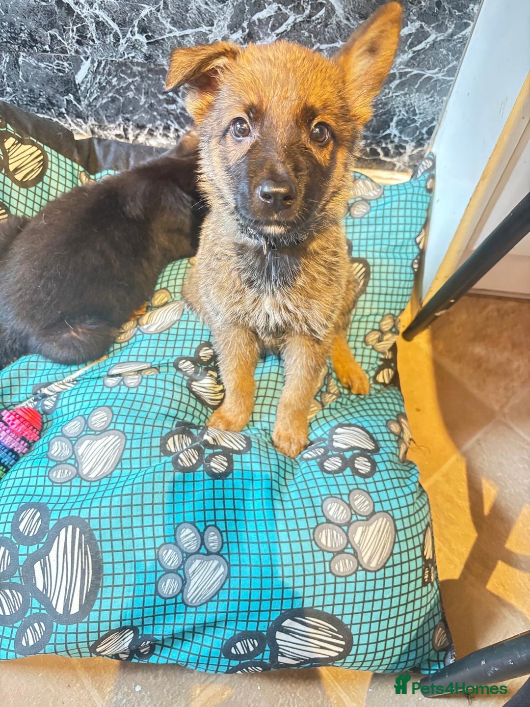 Mixed Breed dogs for sale: Malinois rotti cross puppy’s for sale - Image 8