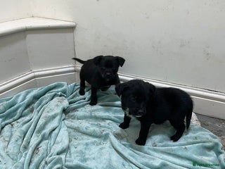 Borador dogs ⚫️lab x collie puppies ⚪️ - Advert 1