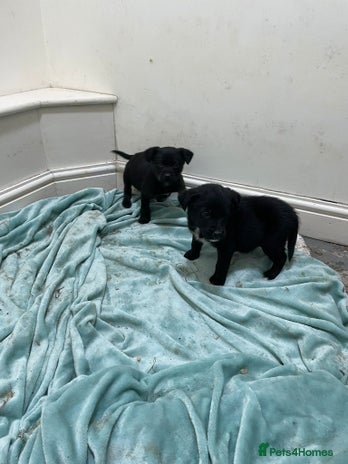 Borador dogs ⚫️lab x collie puppies ⚪️ - Advert 1