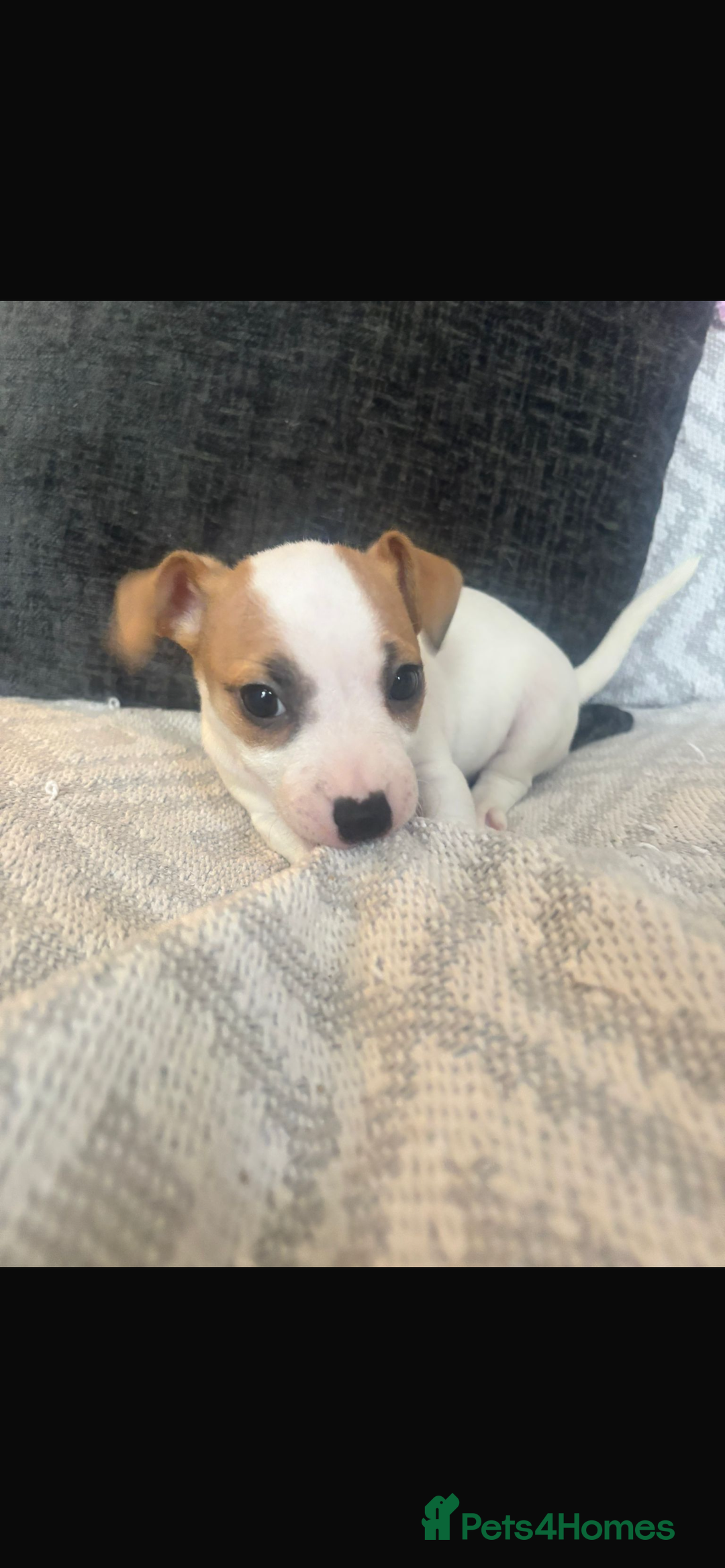 Jack Russell dogs for sale: 5 beautiful jack russel pups  - Image 22