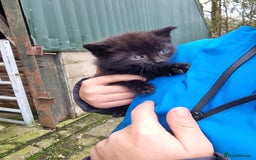 Mixed Breed cats for sale: Purrrfect kittens for sale - Advert 2