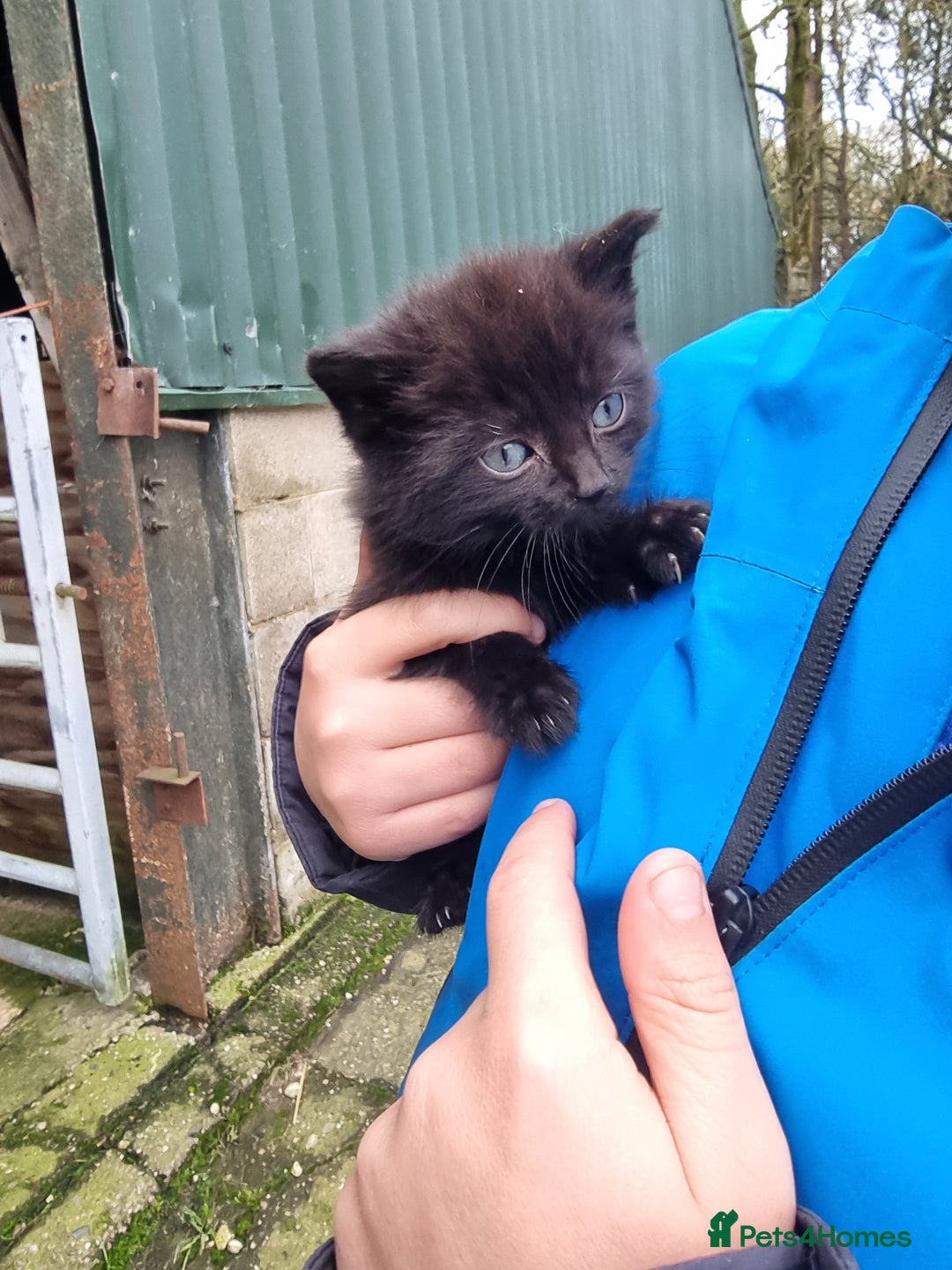 Mixed Breed cats for sale: Purrrfect kittens for sale - Advert 2