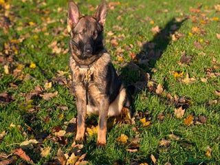 German Shepherd dogs German Shepherd puppies in Scunthorpe - Advert 2
