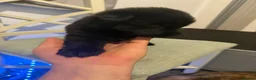 German Shepherd dogs for sale: 7beautiful German shepherd puppies for sale - Advert 13