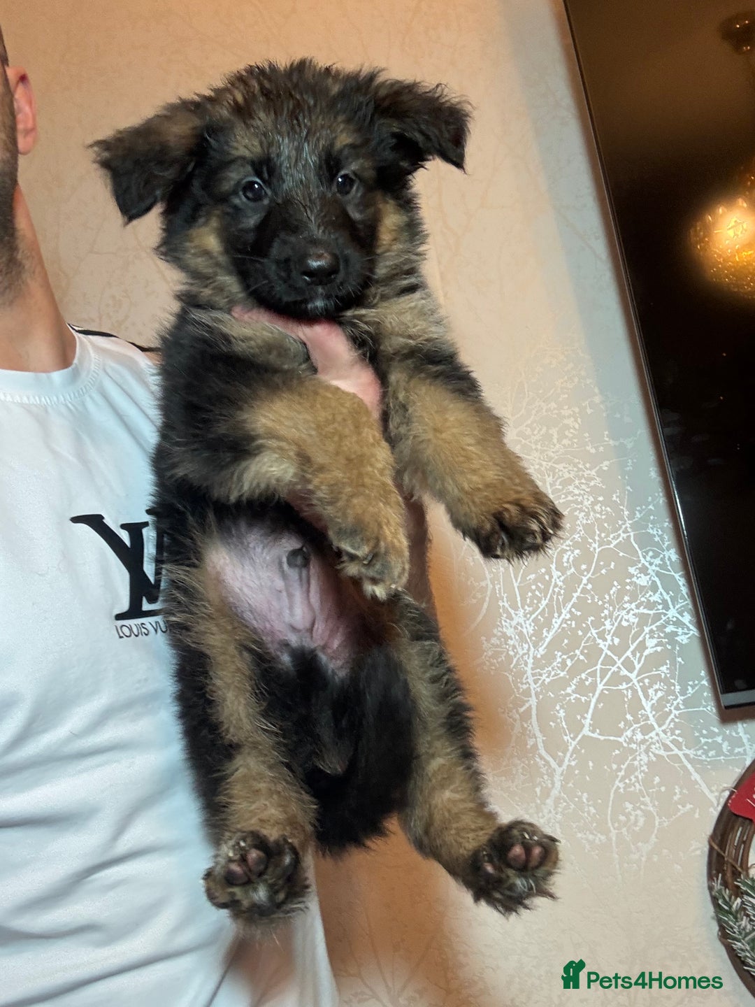German Shepherd dogs for sale: German Shepherd Puppies  - Advert 16