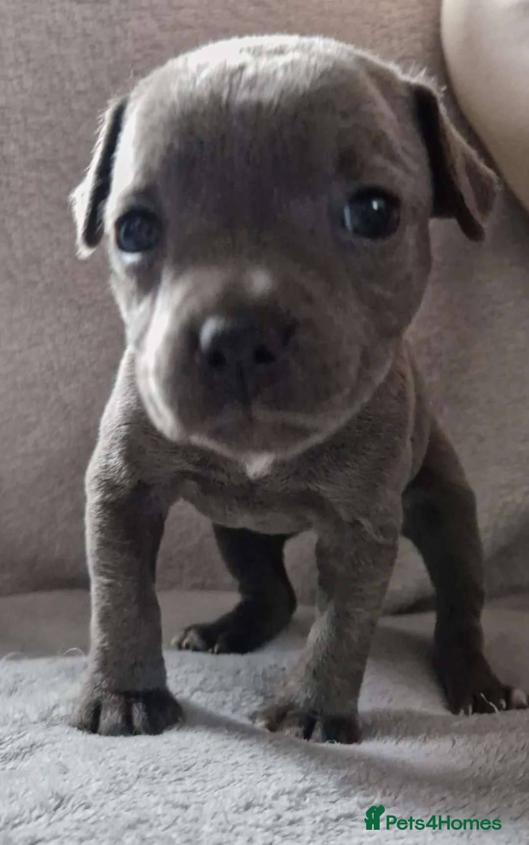 Staffordshire Bull Terrier dogs for sale: 3 Stunning Blue & White KC Reg Staffy Puppies - Advert 7