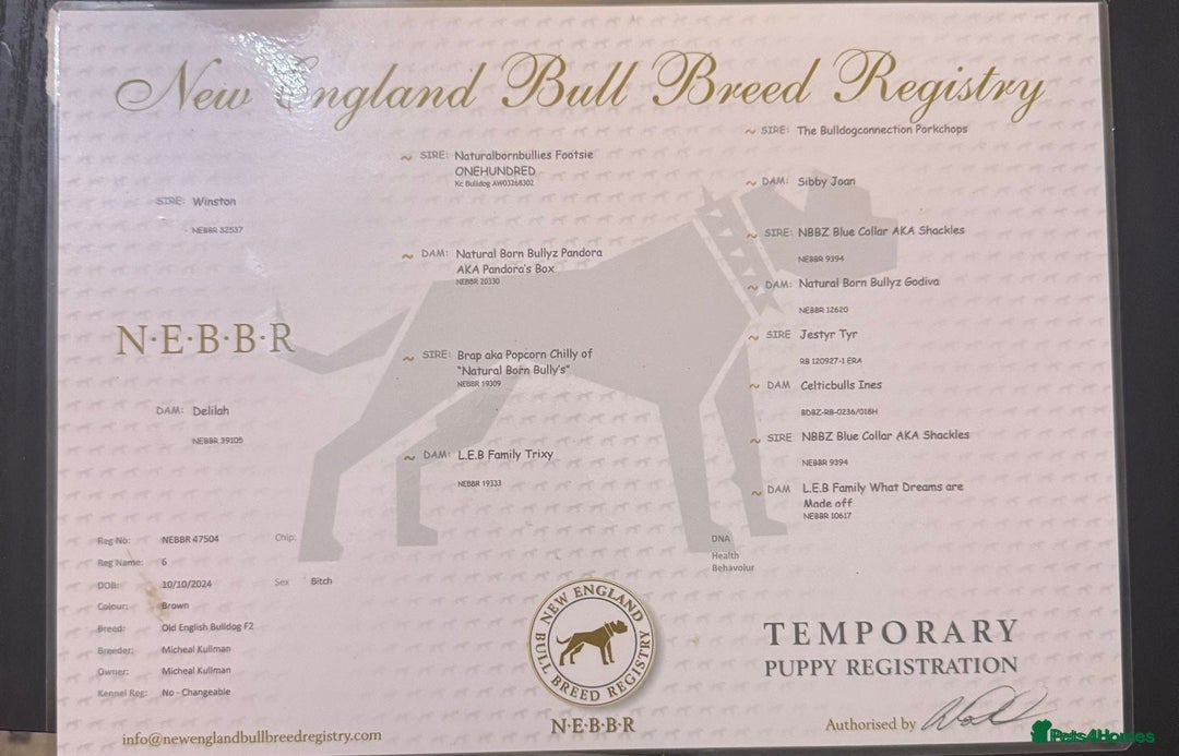 Olde English Bulldogge dogs for sale: Baby D - Image 5