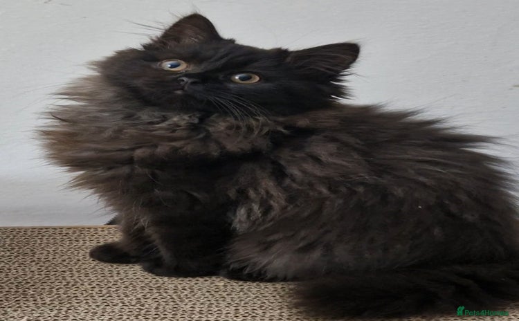 Mixed Breed cats - Advert 1