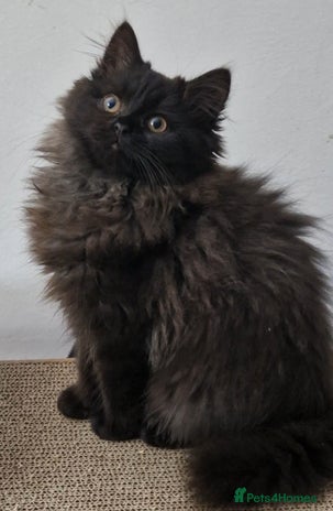 Mixed Breed cats - Advert 1