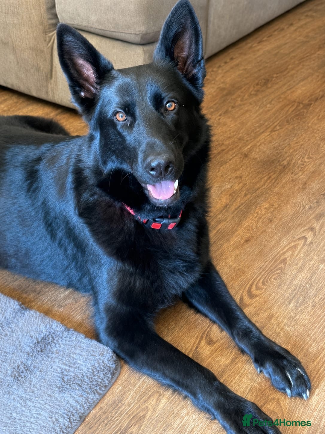 German Shepherd dogs Gorgeous German shepherd puppies for sale! - Advert 12