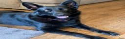 German Shepherd dogs for sale: Gorgeous German shepherd puppies for sale! in Truro - Advert 1