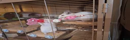 Degus rodents for sale: Pair of White Female Degus 1yo  - Advert 3