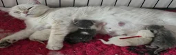 British Shorthair cats for sale: GCCF reg british shorthair kittens - Advert 3