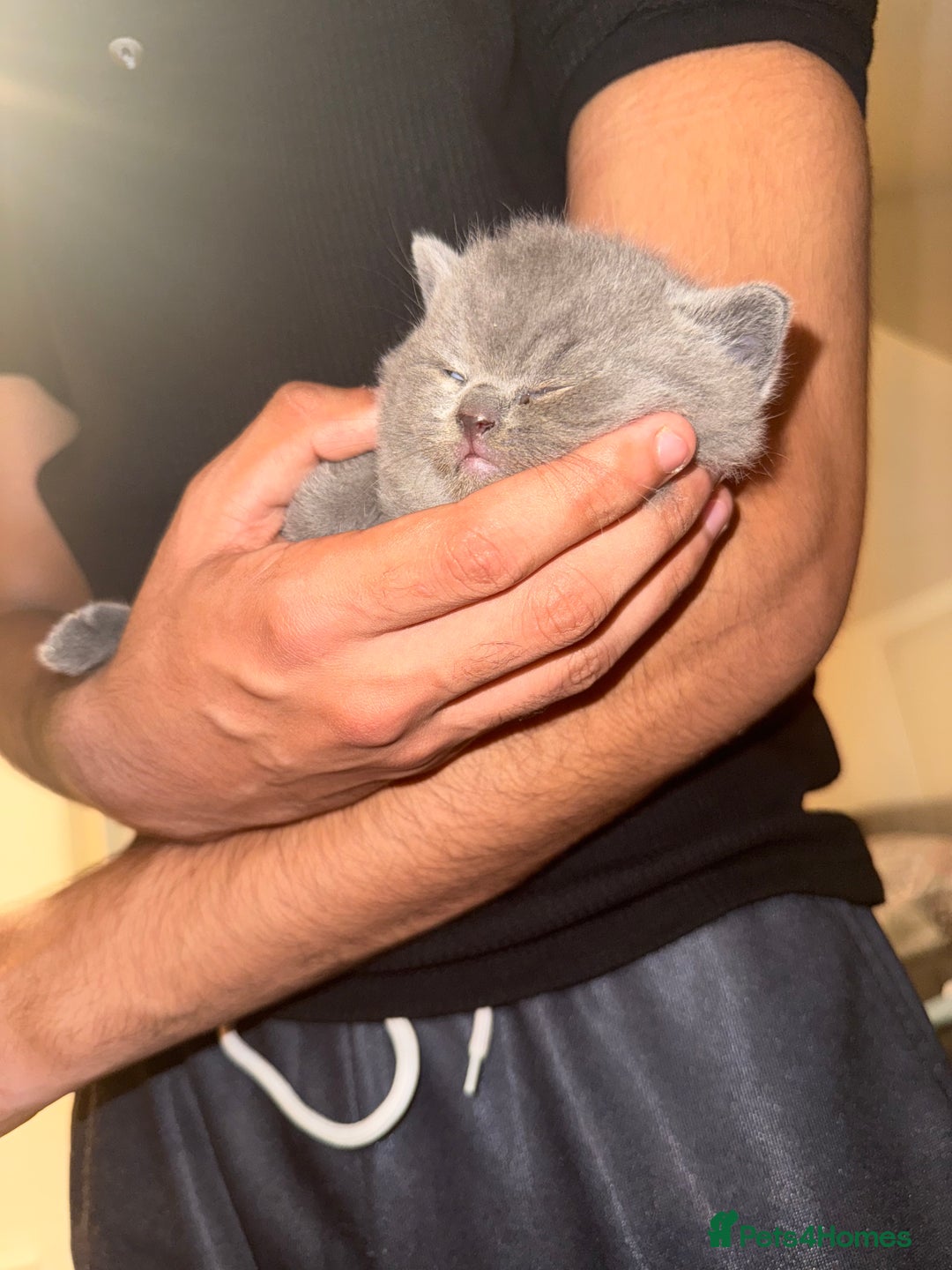 British Shorthair cats for sale: Beautiful Grey British Shorthair Kittens - Image 11