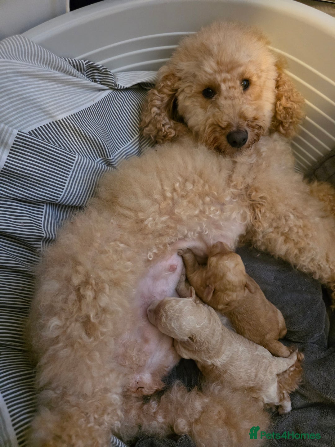 Cockapoo dogs for sale: Cockapoo puppies FB1 miniature poodle X Cockapoo  - Advert 14