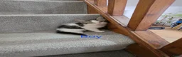 Mixed Breed cats for sale: Beautiful Mix Breed Kittens in Gillingham - Advert 6