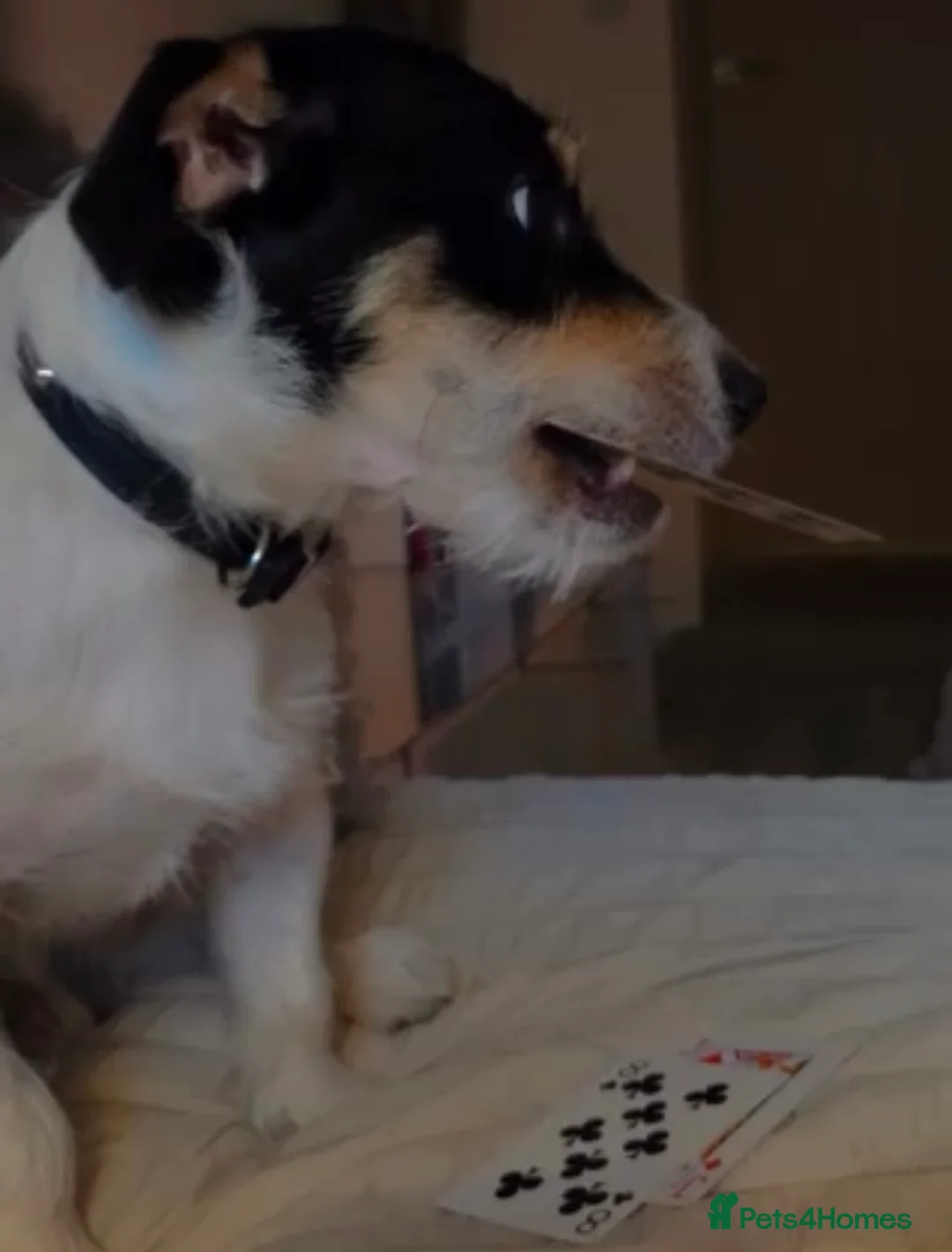 Jack Russell dogs for sale: Jack Russel terrier  in Treorchy - Advert 3