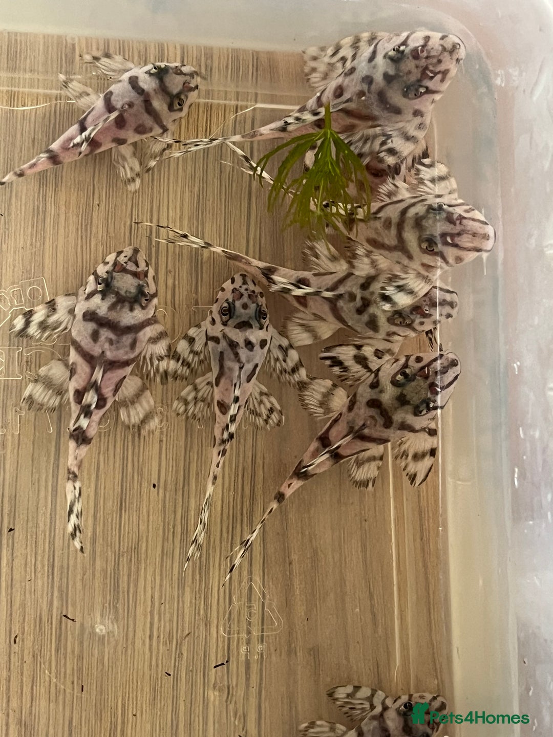 Plecos fish for sale: L236sw 1” and 2” available  - Image 8
