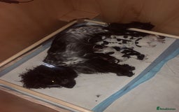 Cocker Spaniel dogs for sale: Cocker Spaniel ( show type) KC registered - Image 2