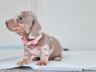 Miniature Dachshund dogs ISABELLA DAPPLE & BLUE DAPPLE VERY SMALL MINI'S 🔥 - Advert 1