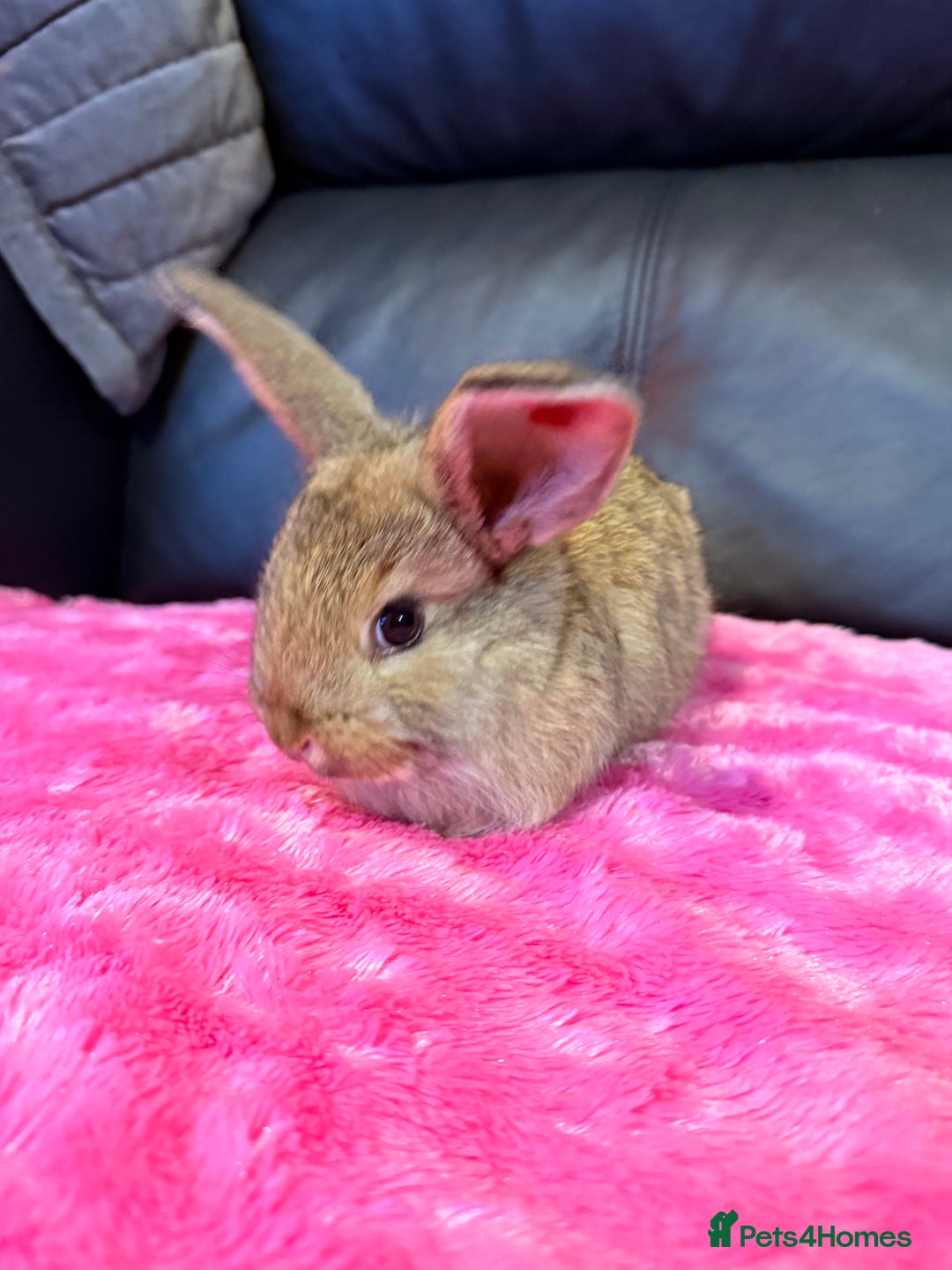 French Lop rabbits for sale: 2 LEFT! 8 Giant French lop x mini lop babies  - Advert 22