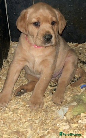 Labrador Retriever dogs - Advert 1