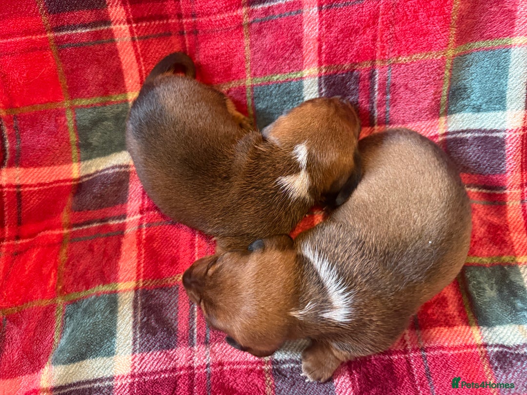 Miniature Dachshund dogs for sale: 2 handsome miniature dachshund puppies  - Advert 5