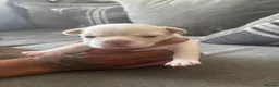French Bulldog dogs for sale: 2 french bulldog puppies  in Newark - Advert 8