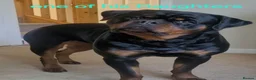 Rottweiler dogs for stud: Stunning Fully Health Tested KC Reg Rottweiler  - Advert 8