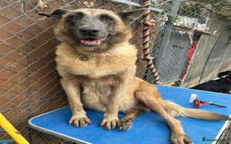 Mixed Breed dogs for adoption: Ava. Norwich Norfolk  - Image 8