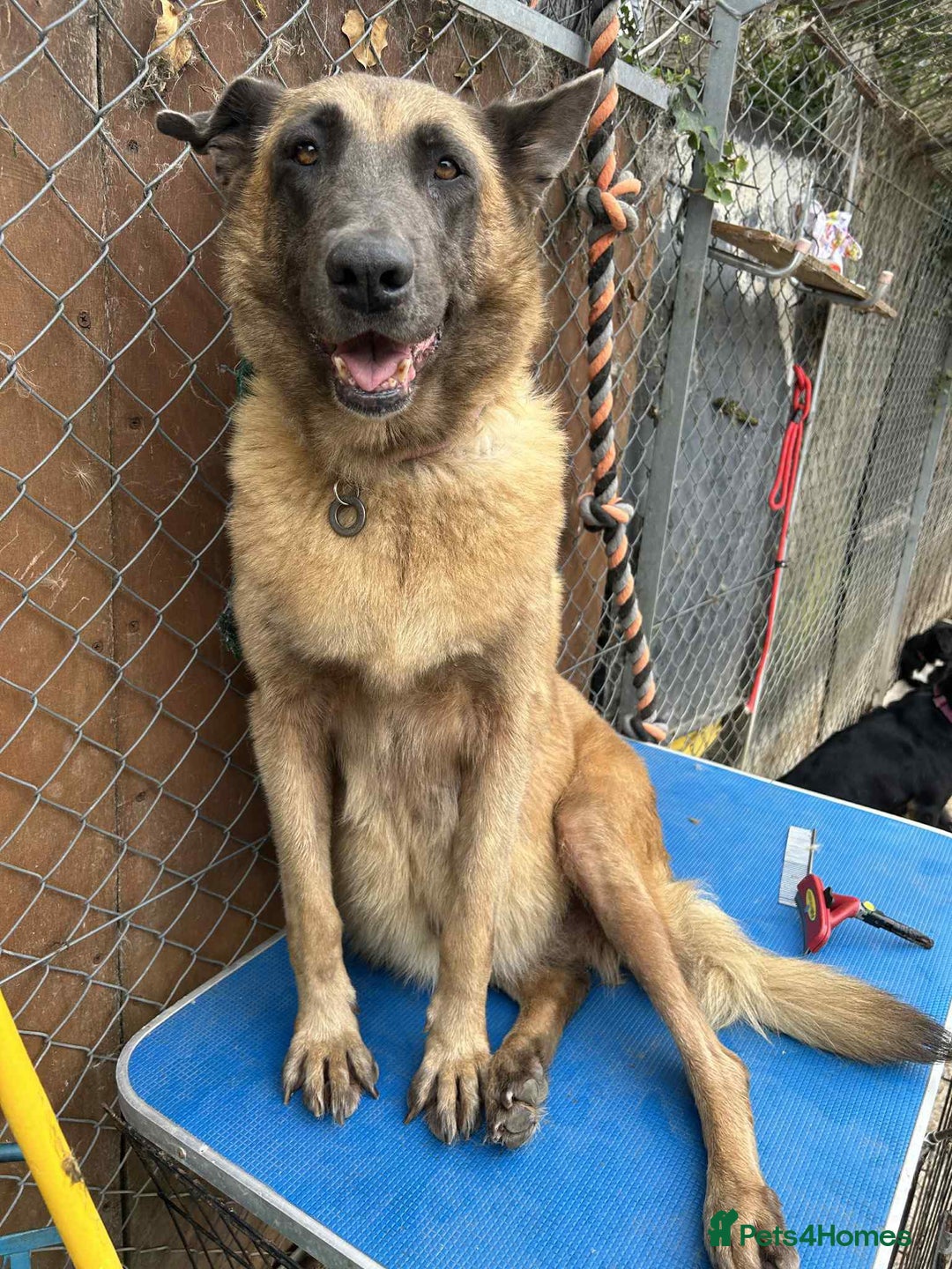 Mixed Breed dogs for adoption: Ava. Norwich Norfolk  - Image 8