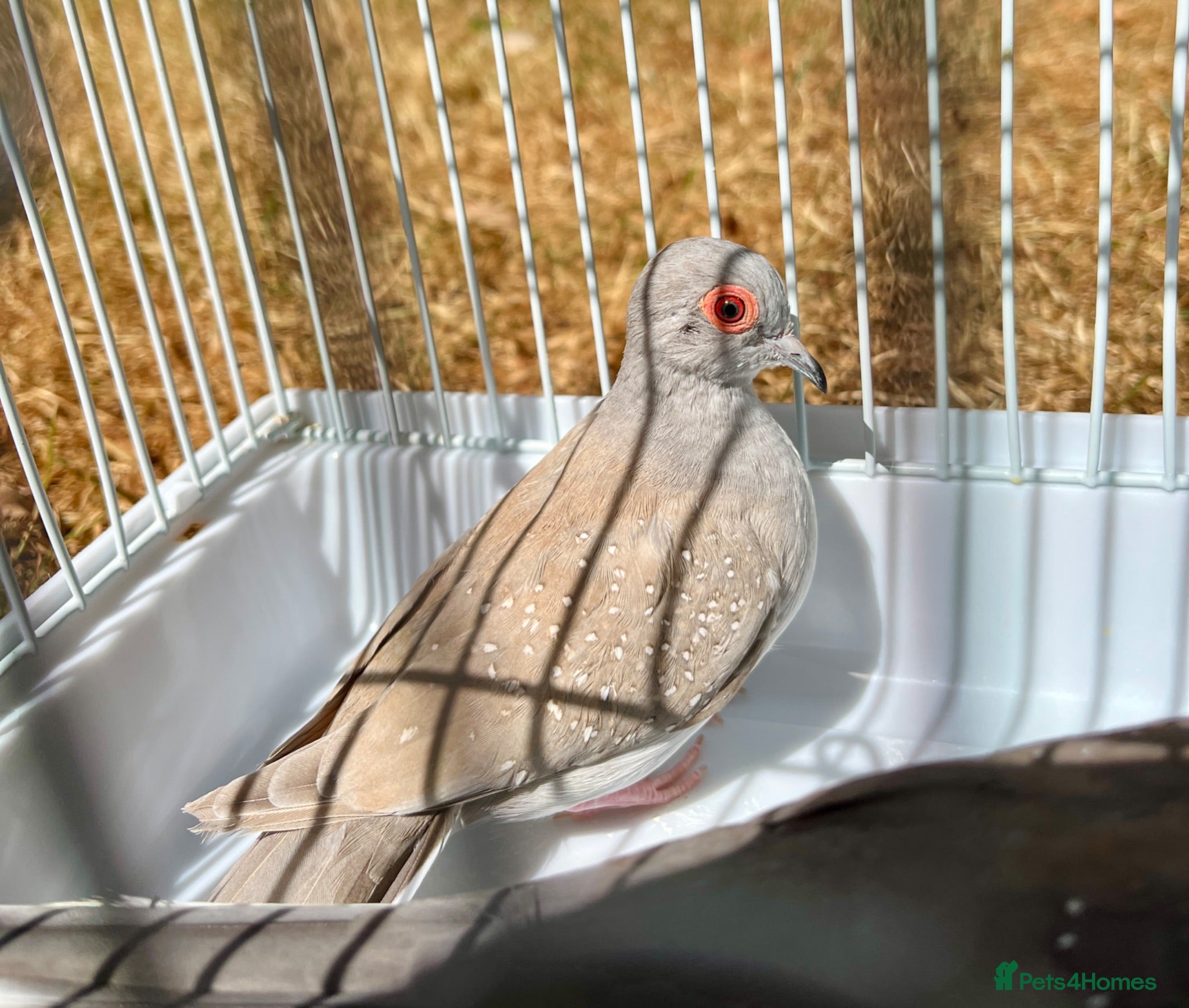 Doves birds Beautiful diamond doves for sale - Advert 1