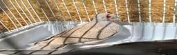 Doves birds for sale: Beautiful diamond doves for sale - Advert 1