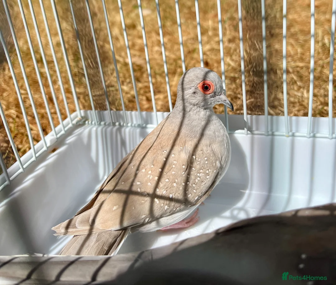 Doves birds for sale: Beautiful diamond doves for sale - Advert 1