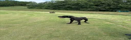 Great Dane dogs for stud: Proven KC Registered Great Dane for Stud - Advert 8