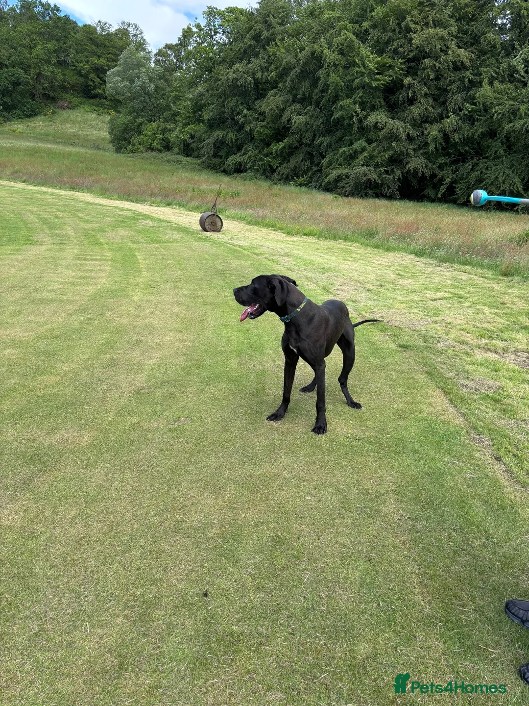 Great Dane dogs for stud: Proven KC Registered Great Dane for Stud - Advert 8