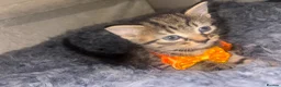 European cats for sale: Kitten’s Looking For Loving Families! 4 Kitten’s. in Keighley - Advert 5