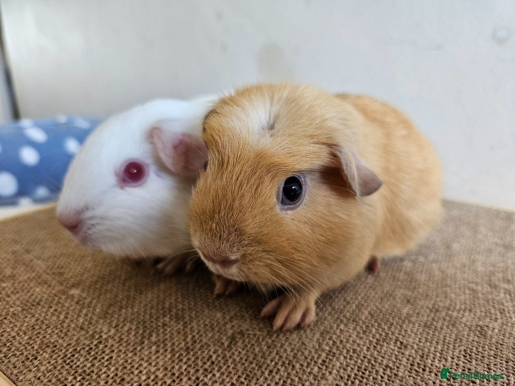Guinea Pig rodents Various bonded pairs baby/young boy guineas pigs - Advert 8