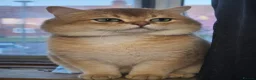 British Shorthair cats for stud: ⚜️GOLDEN BSH 🏆 TICA and GCCF reg - Advert 4