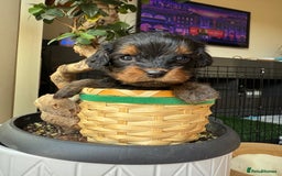Cavapoochon dogs for sale: Gorgeous Black and Brown Cavapoo Puppies - Image 6