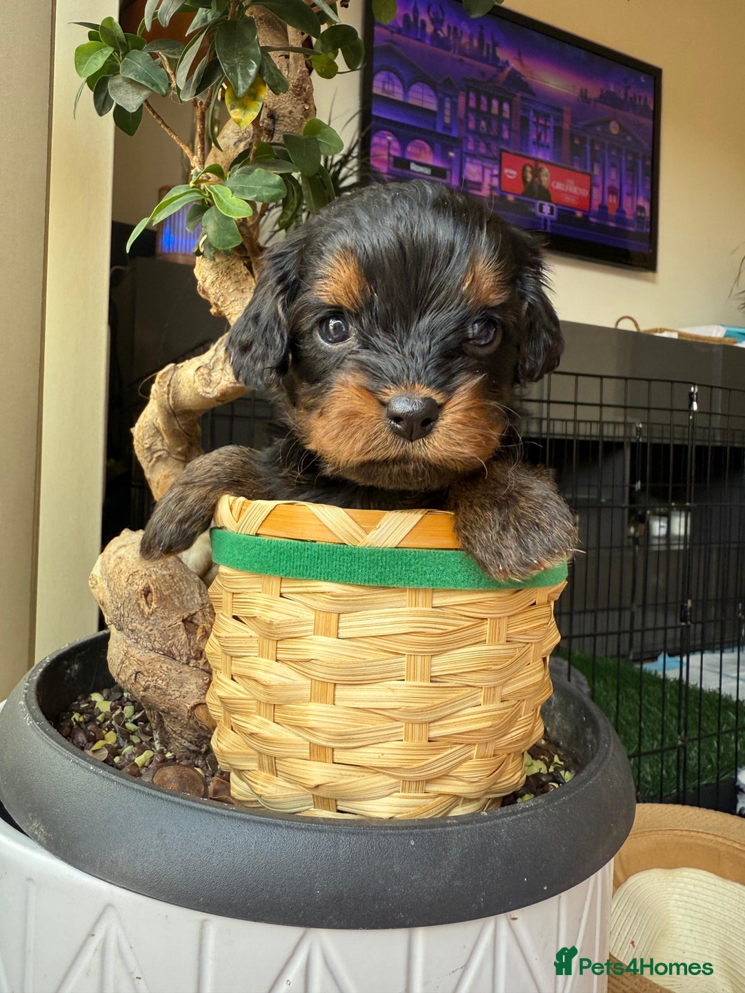 Cavapoochon dogs for sale: Gorgeous Black and Brown Cavapoo Puppies - Image 6
