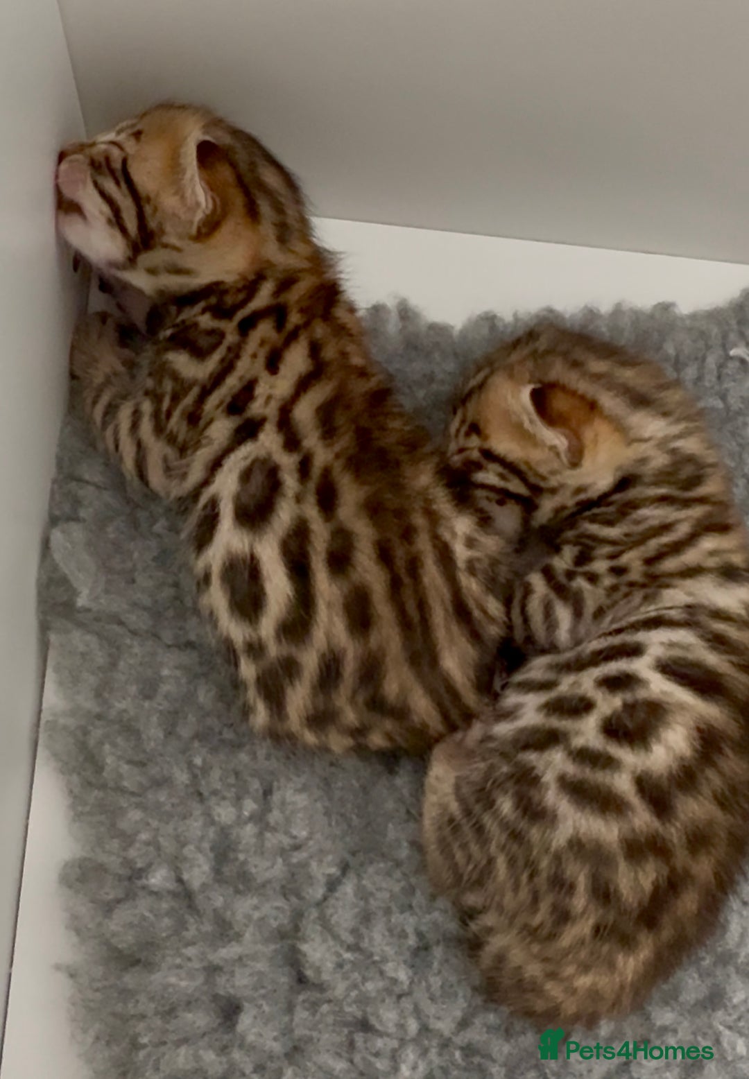 Bengal cats for sale: Exceptional show quality Brown TICA registered 🥰 - Image 16