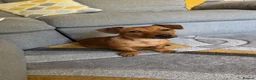 Mixed Breed dogs for sale: Daffie (dachshund X staffie) Rolo in Barnstaple - Advert 3