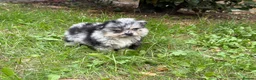 Pomeranian dogs for sale: 🩷 Chocolate merle girl, 🩵 blue eye Merle boy - Advert 4