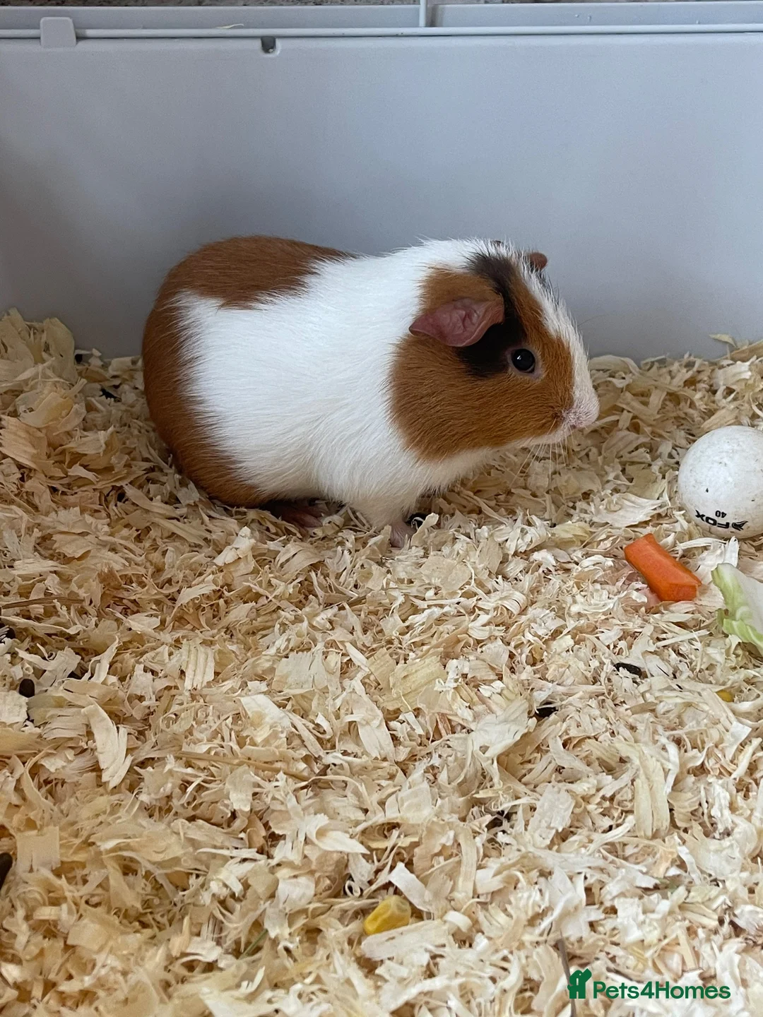 Guinea Pig rodents for sale: Guinea pig pairs. in Slough - Advert 2