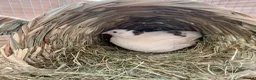Quail poultry for sale: Male Coturnix Quail English White - Advert 1