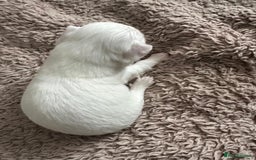 Chihuahua dogs for sale: 3 beautiful long haired Chihuahuas  - Image 9